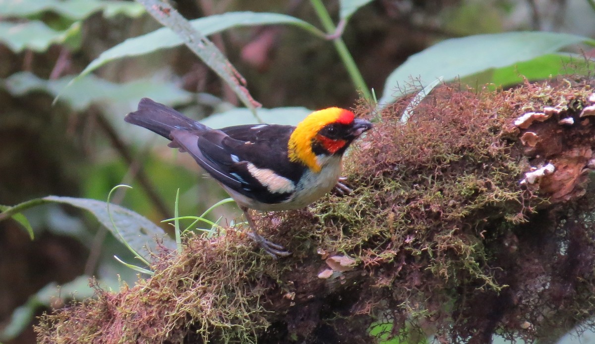 Flame-faced Tanager - ML619802649