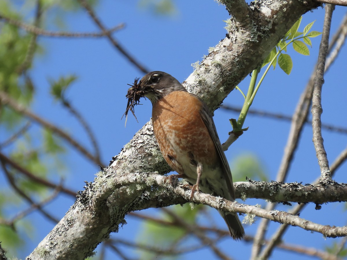 American Robin - ML619802651