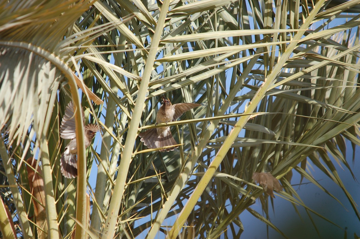 Common Bulbul - ML619802659