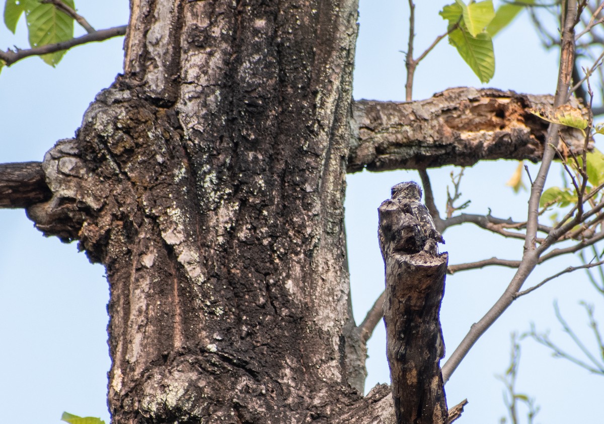 Jungle Nightjar - ML619802662