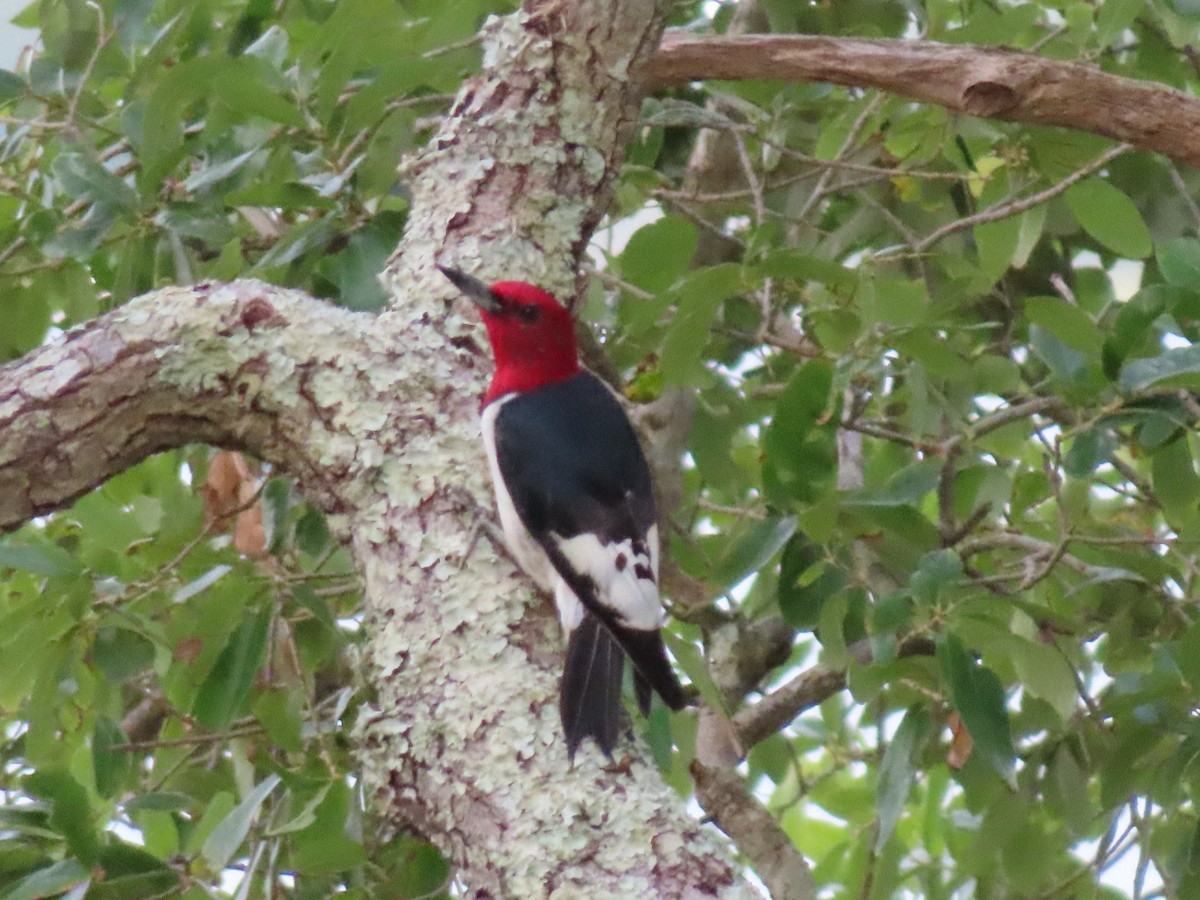 Red-headed Woodpecker - ML619802669