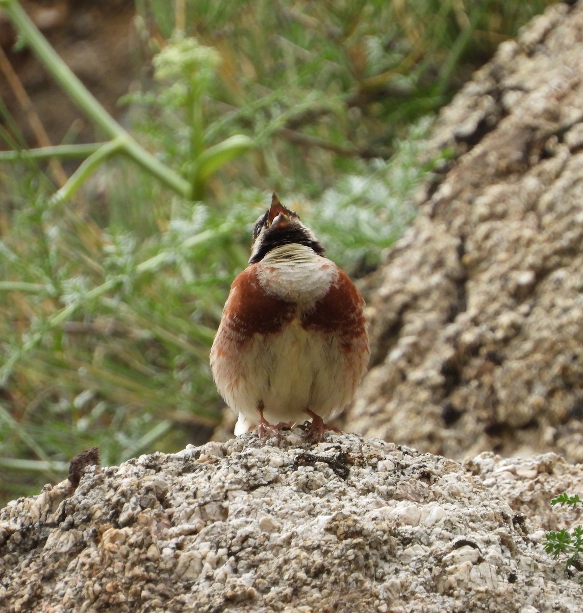 White-capped Bunting - ML619802672