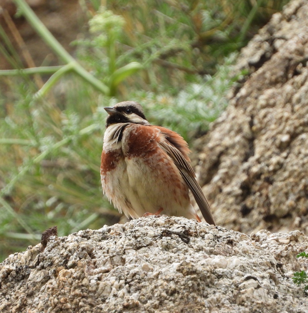 White-capped Bunting - ML619802673