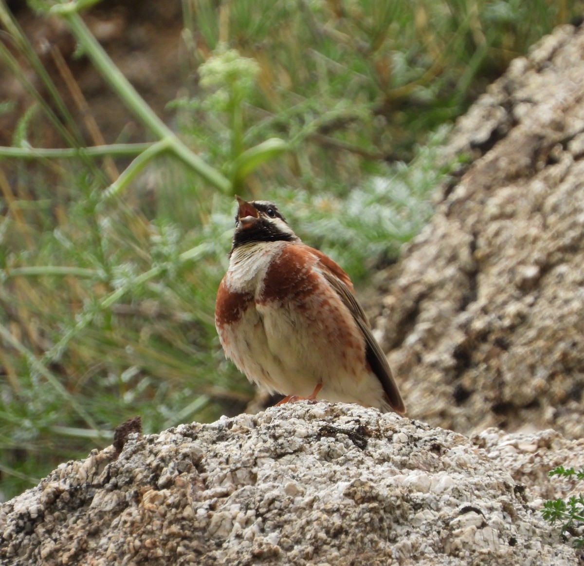 White-capped Bunting - ML619802674