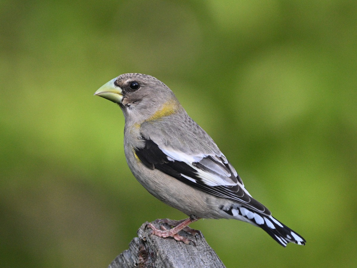 Evening Grosbeak - ML619802738