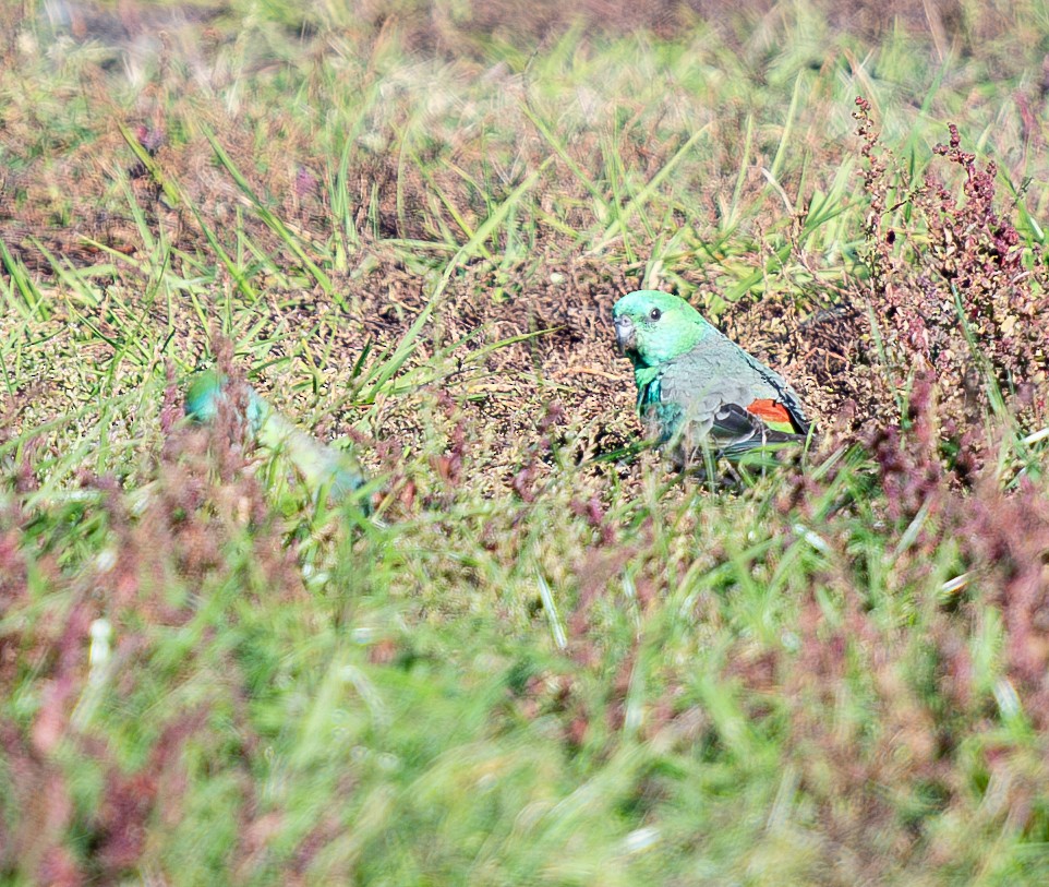 Red-rumped Parrot - ML619802756