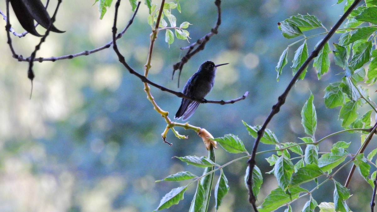 kolibřík lesklobřichý - ML619802783