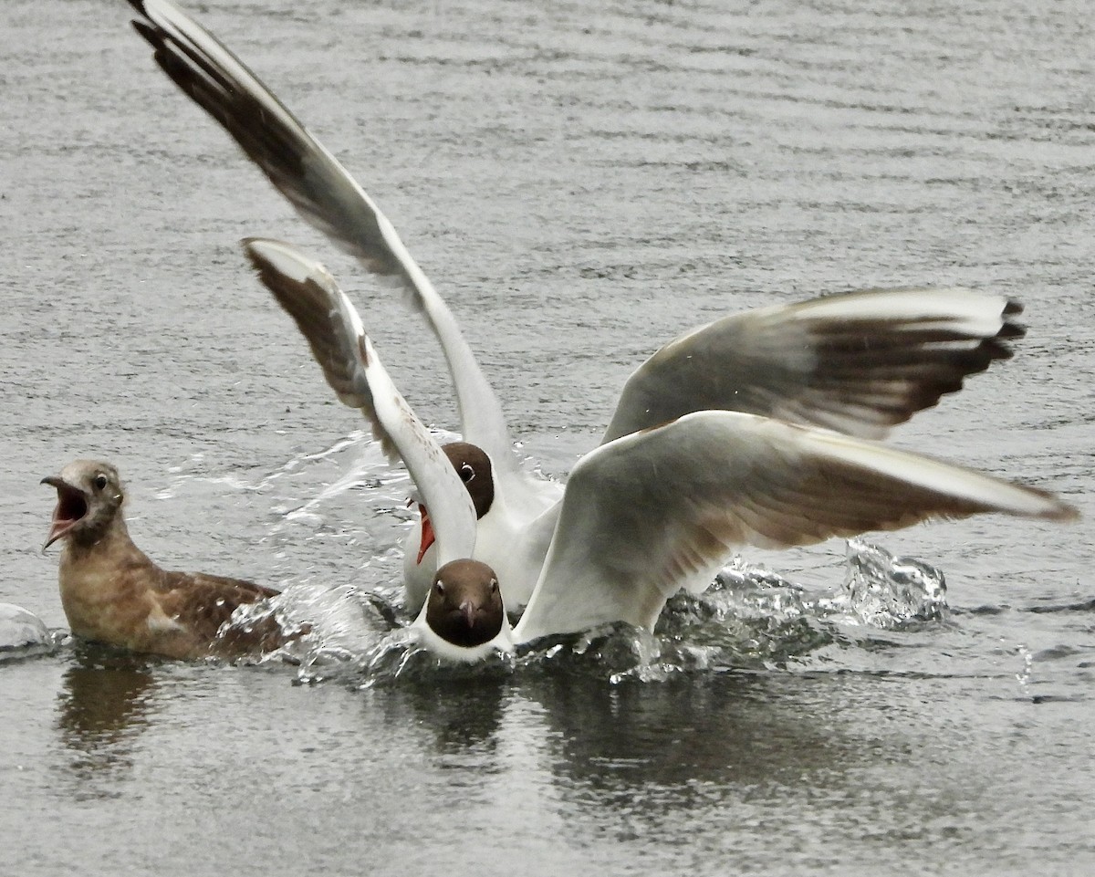 Gaviota Reidora - ML619802785