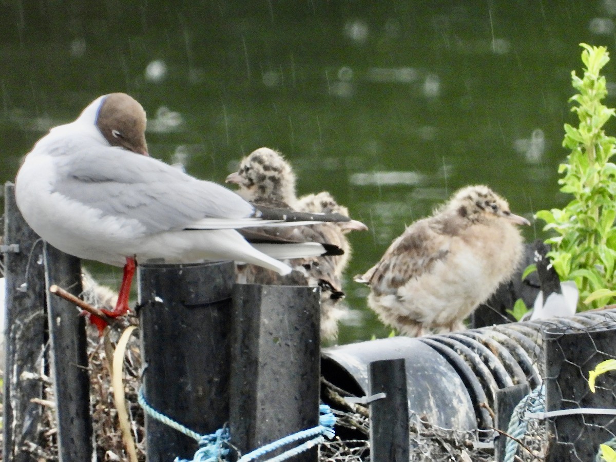 Black-headed Gull - ML619802791