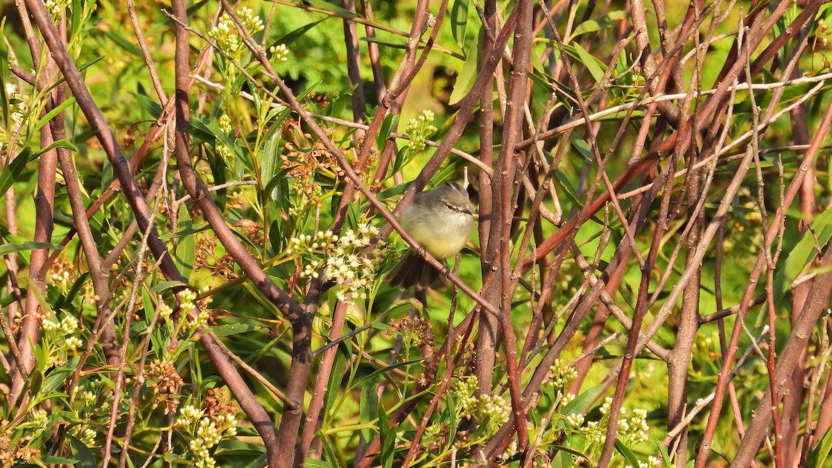 tanımsız Passeriformes sp. - ML619802814