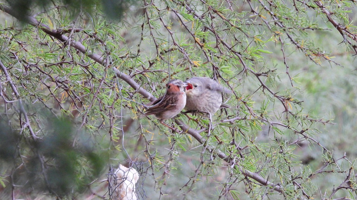 Rufous-collared Sparrow - ML619802820