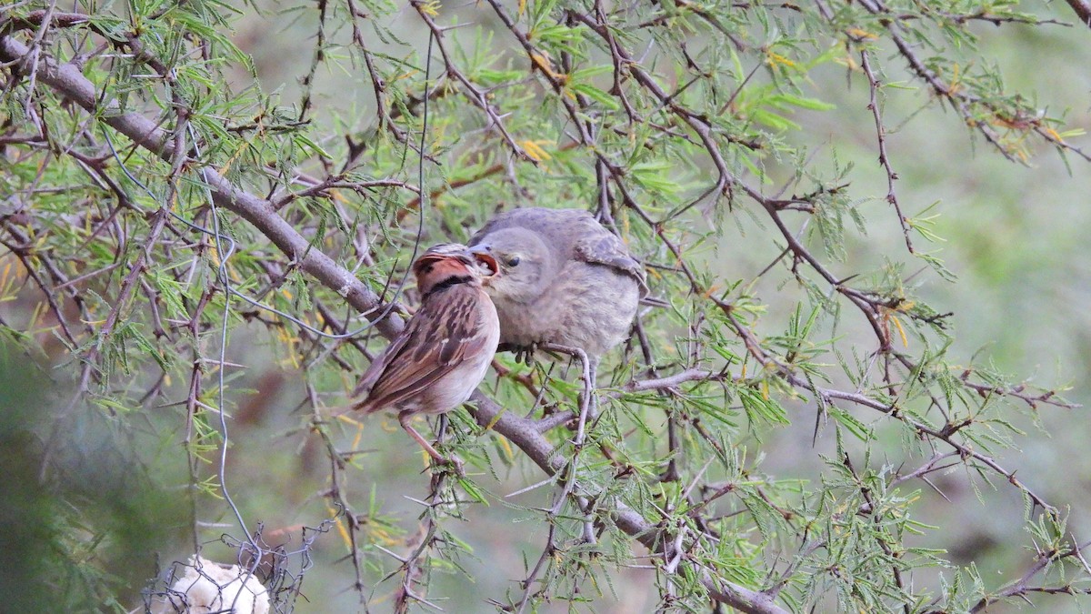 Rufous-collared Sparrow - ML619802821