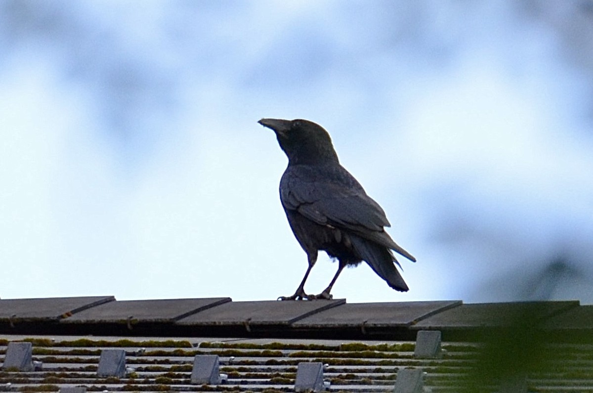 Carrion Crow - ML619802829