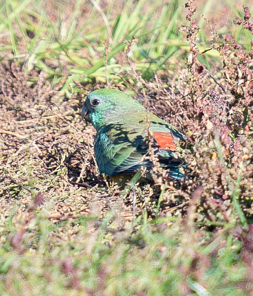 Red-rumped Parrot - ML619802839
