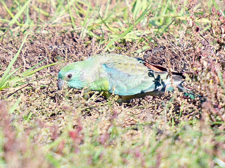 Red-rumped Parrot - ML619802845