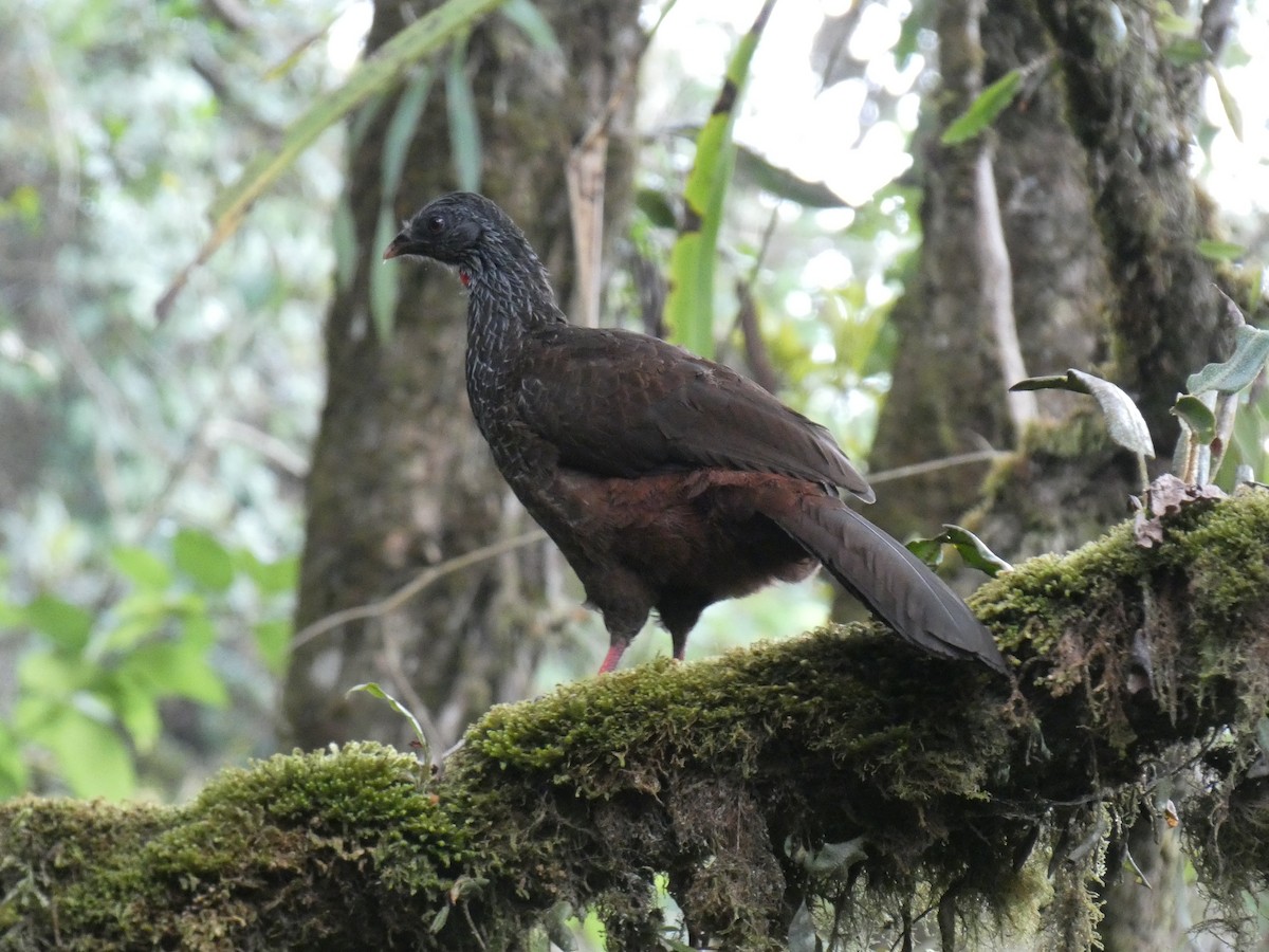Andean Guan - Cathryn Pritchard
