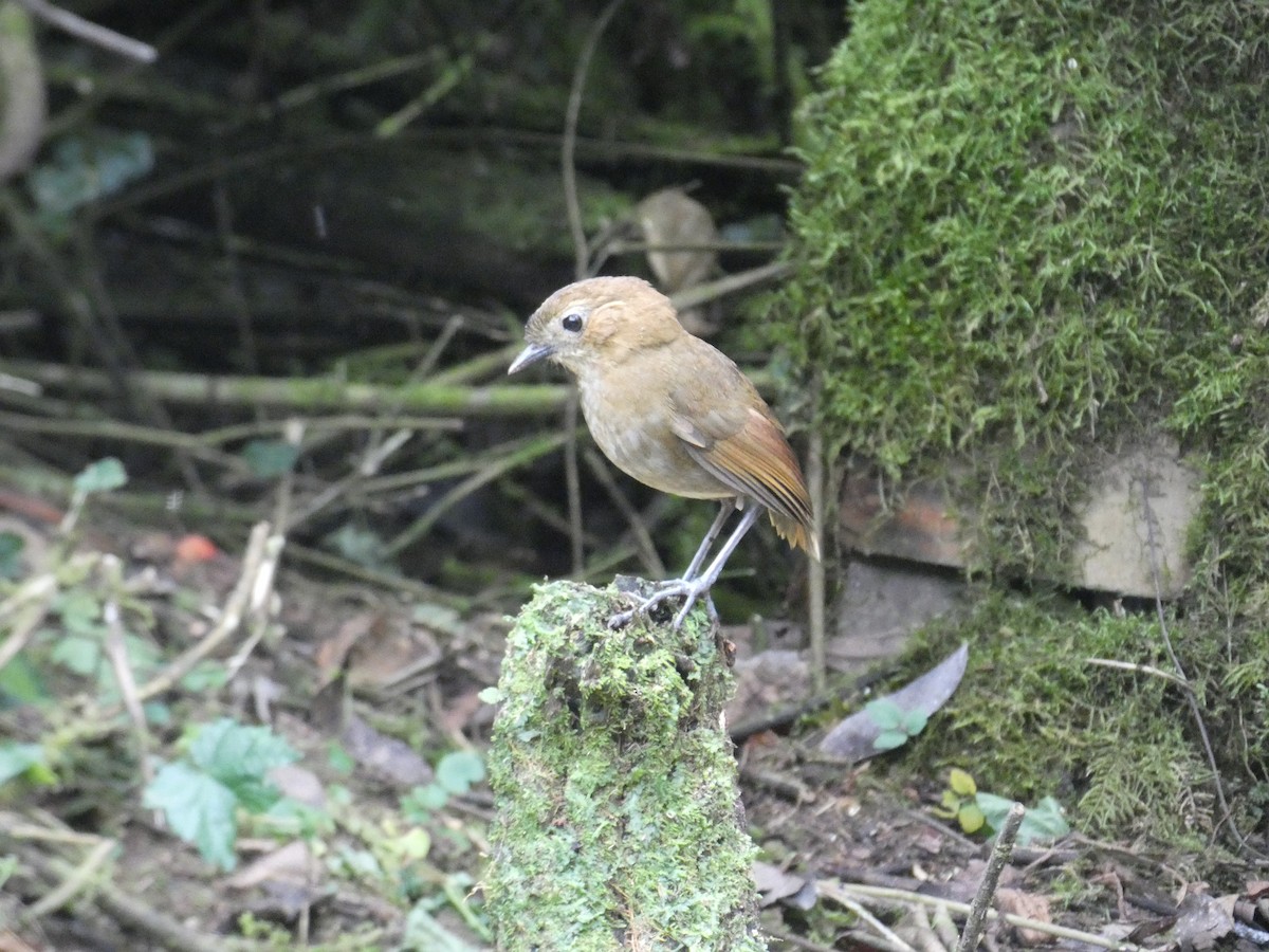 Brown-banded Antpitta - ML619802850