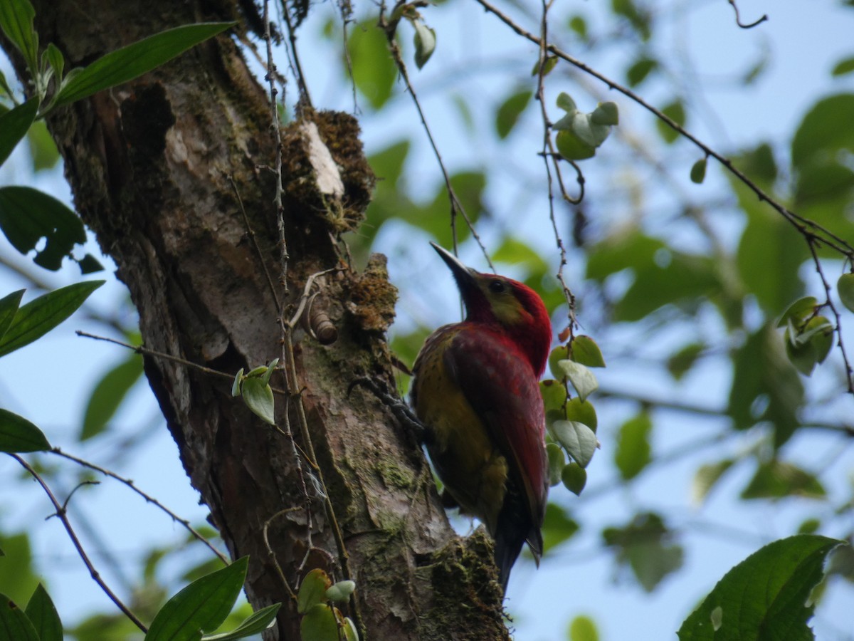 Crimson-mantled Woodpecker - ML619802853