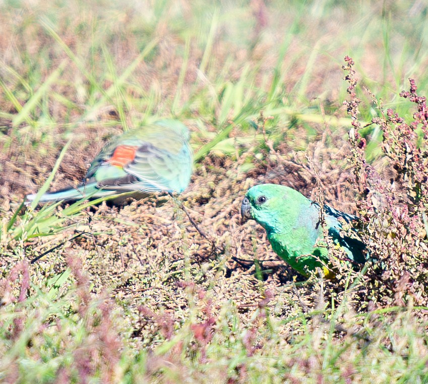 Red-rumped Parrot - ML619802854