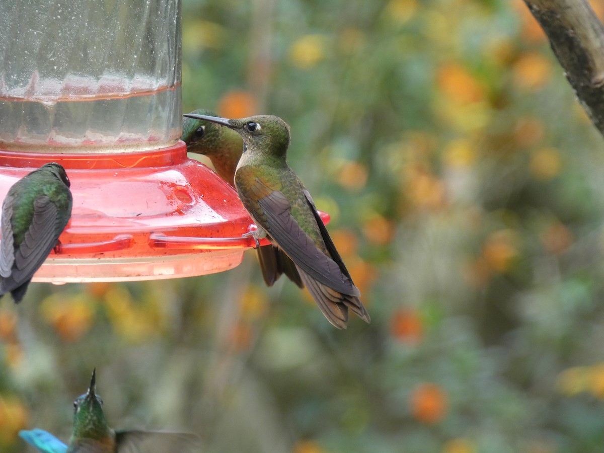 kolibřík hnědobřichý - ML619802855