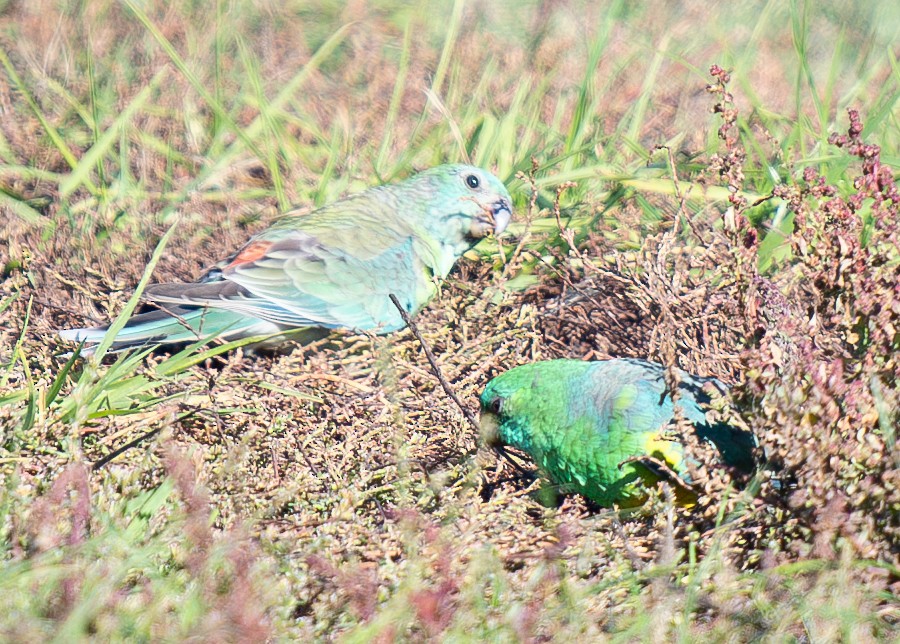 Red-rumped Parrot - ML619802857