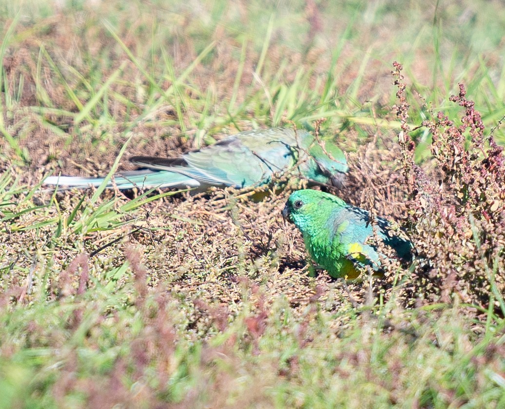 Red-rumped Parrot - ML619802860