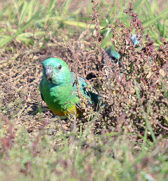 Red-rumped Parrot - ML619802861