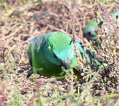 Red-rumped Parrot - ML619802862