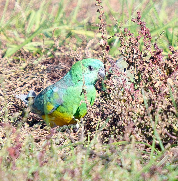 Red-rumped Parrot - ML619802863