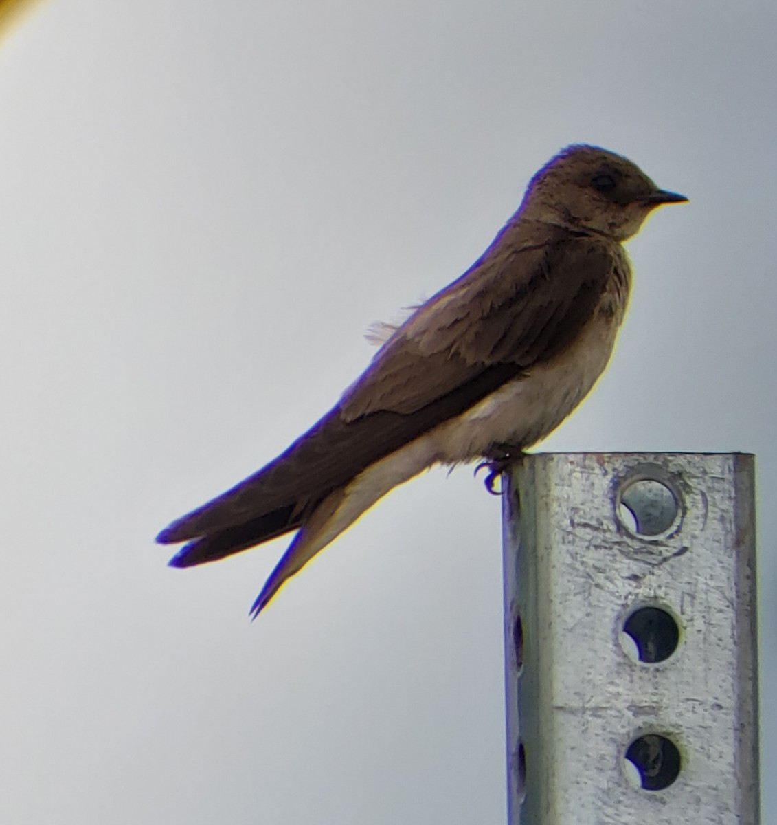 Northern Rough-winged Swallow - ML619802870