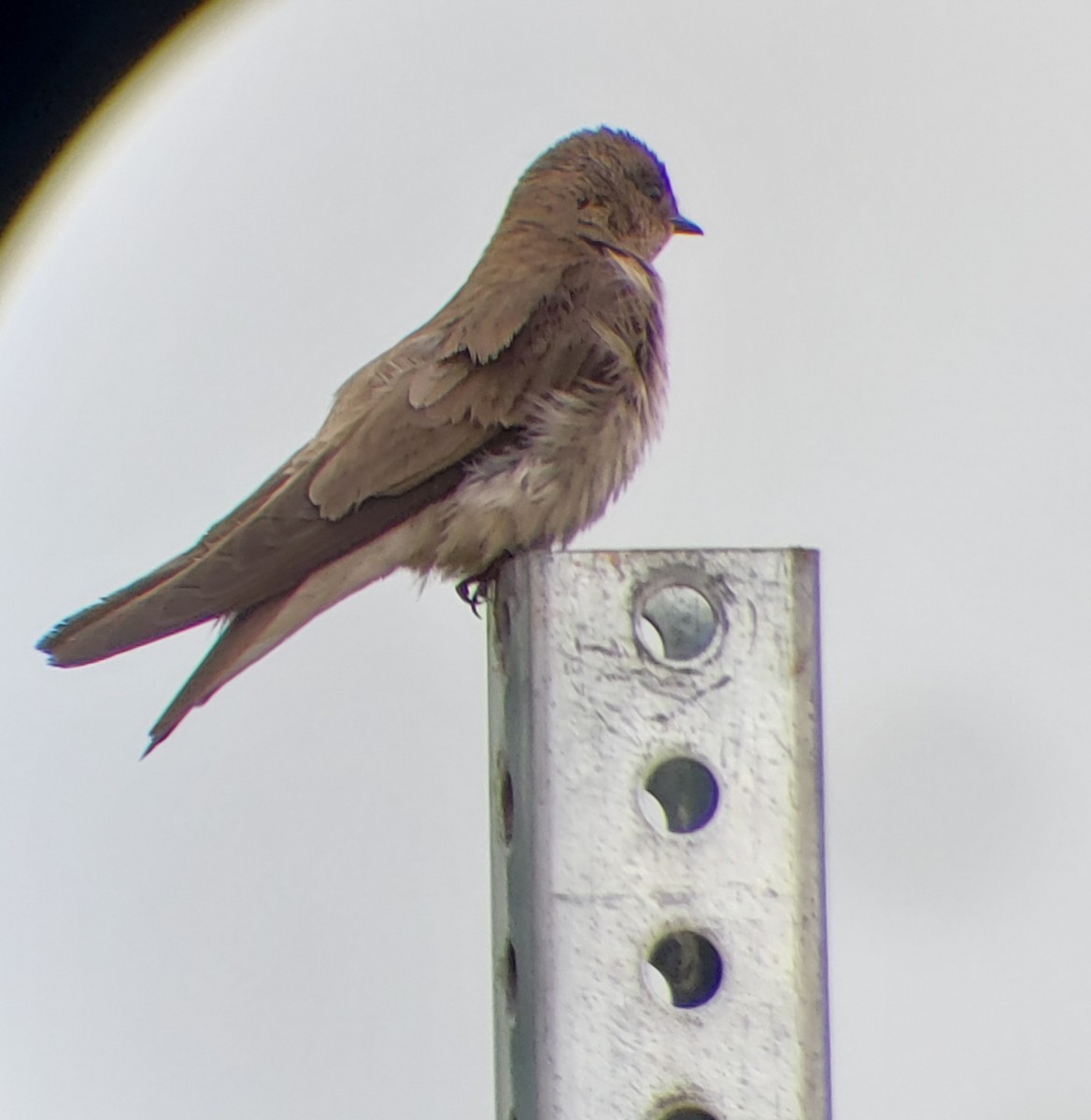 Northern Rough-winged Swallow - ML619802871