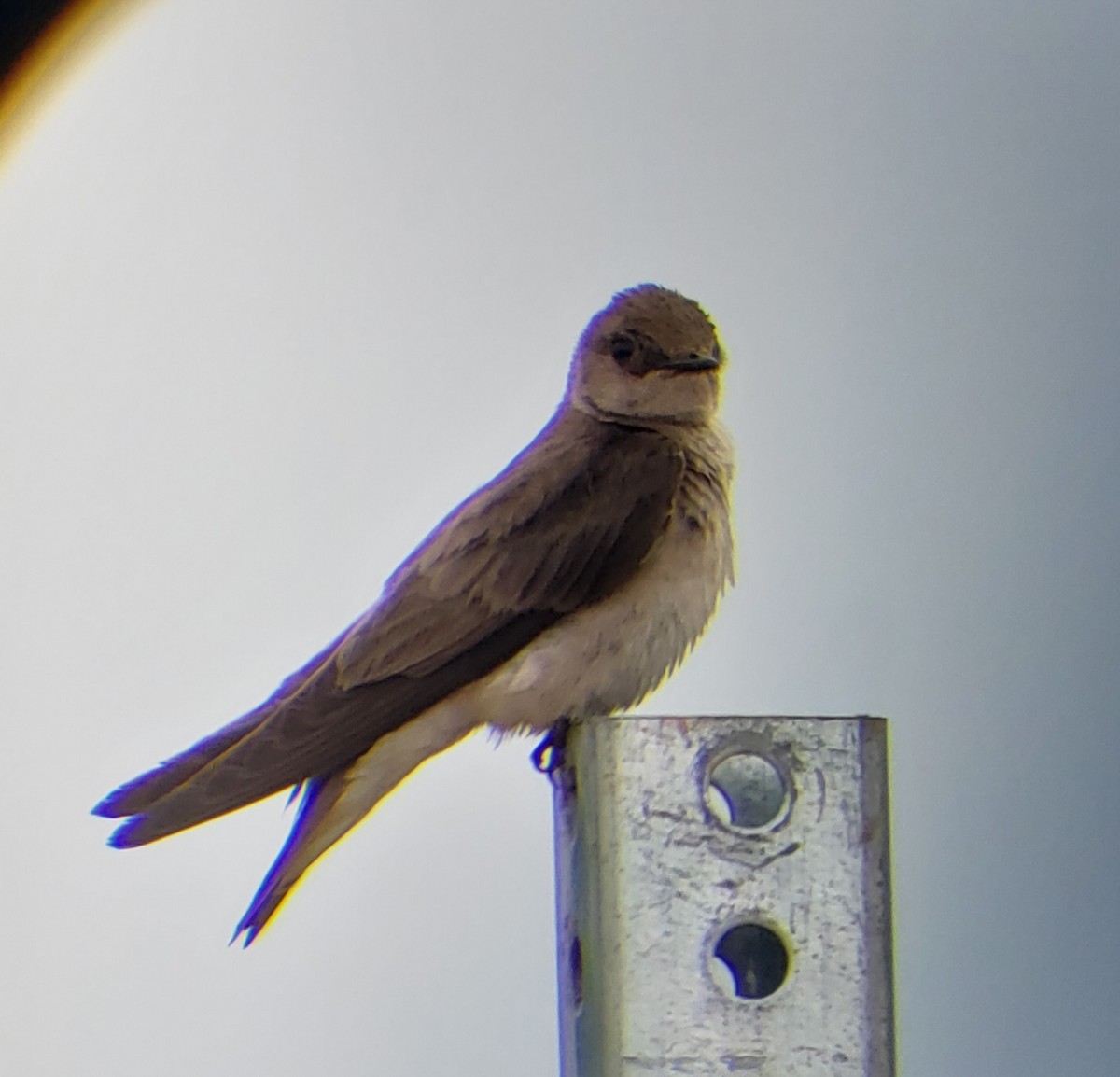 Northern Rough-winged Swallow - ML619802872
