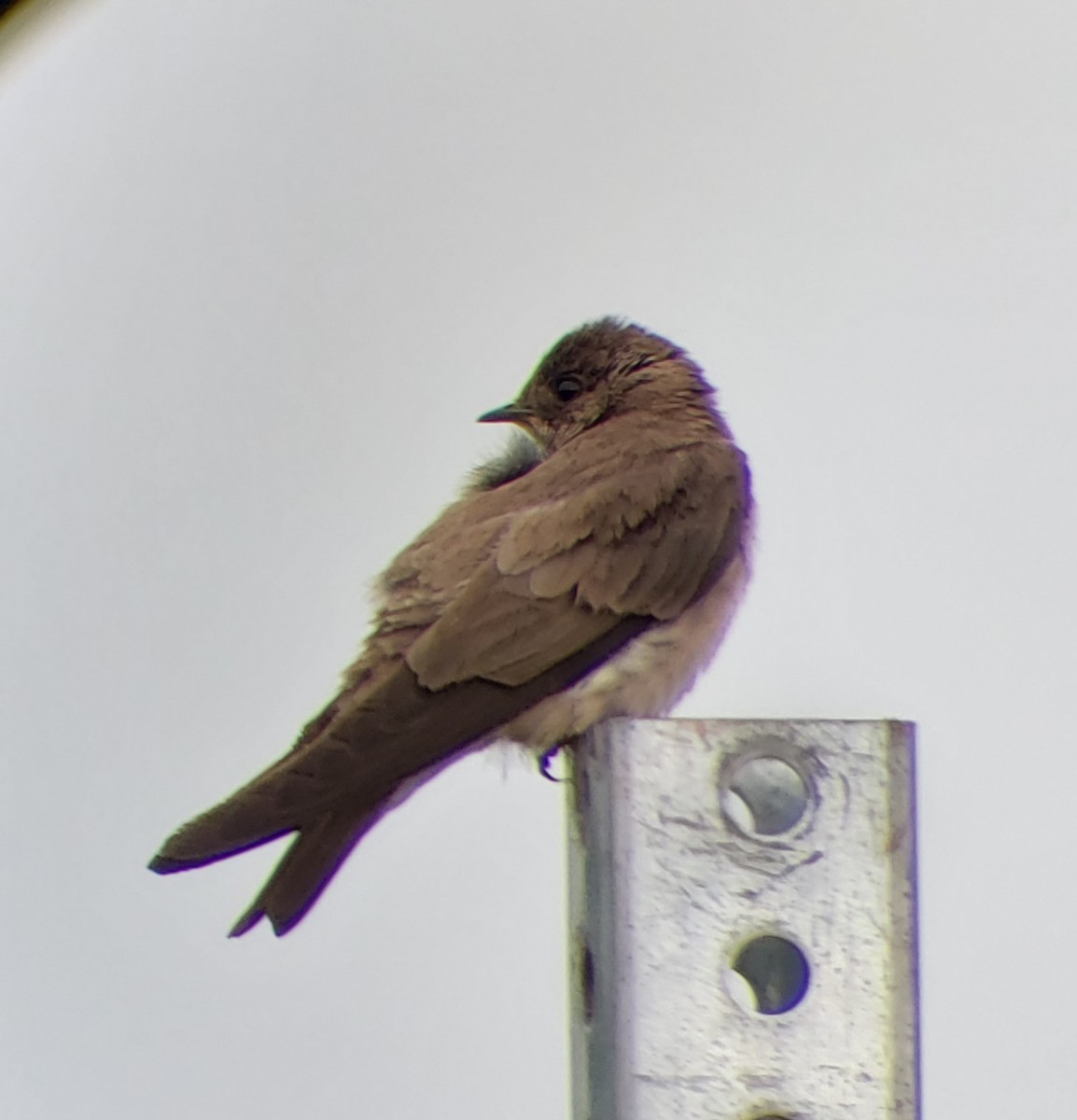 Northern Rough-winged Swallow - ML619802873