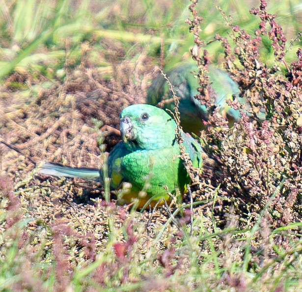 Red-rumped Parrot - ML619802874