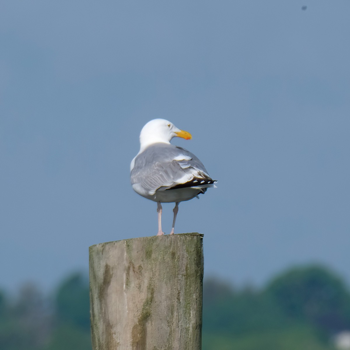 Gaviota Argéntea - ML619802876