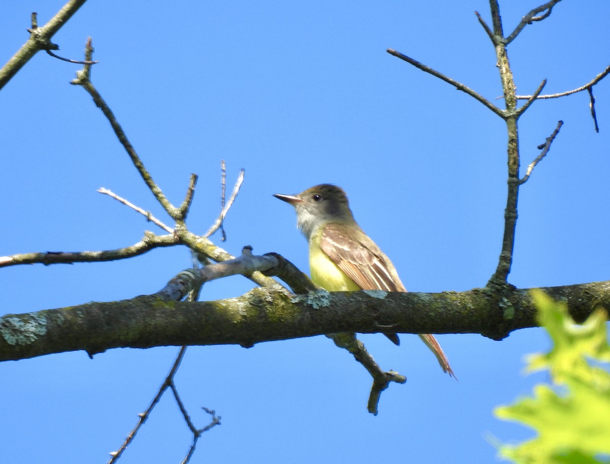 Great Crested Flycatcher - ML619802877