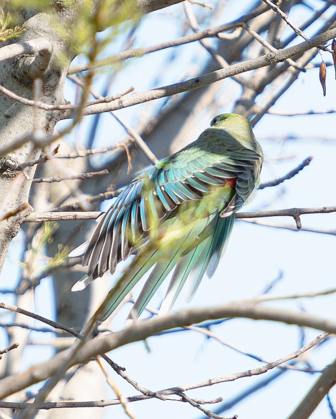Red-rumped Parrot - ML619802883