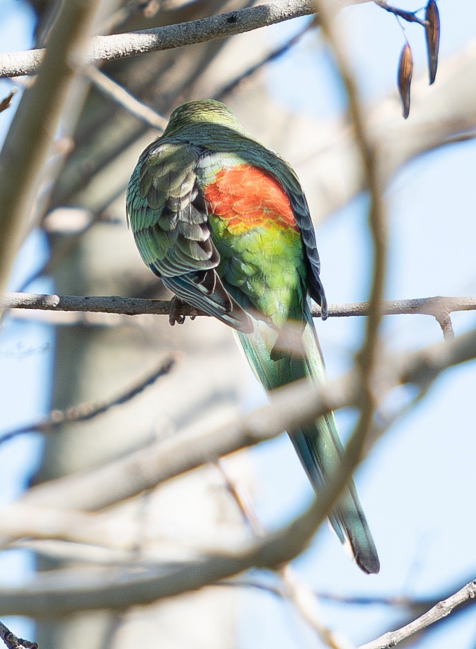 Red-rumped Parrot - ML619802889