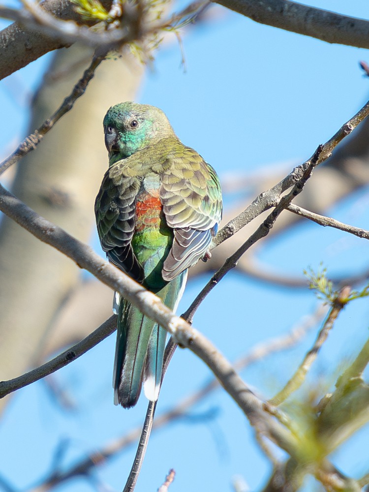 Red-rumped Parrot - ML619802890