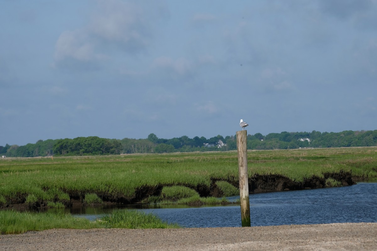 Herring Gull - ML619802896