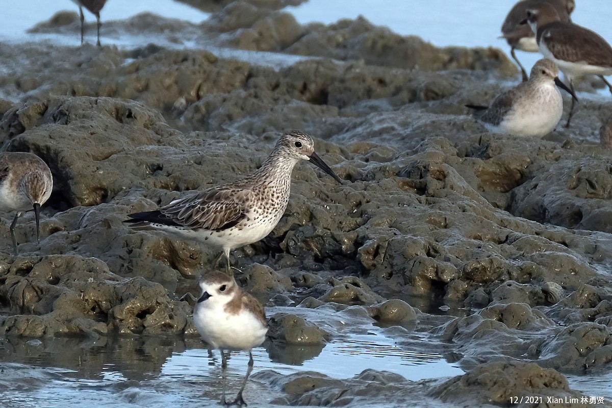 Great Knot - ML619802917