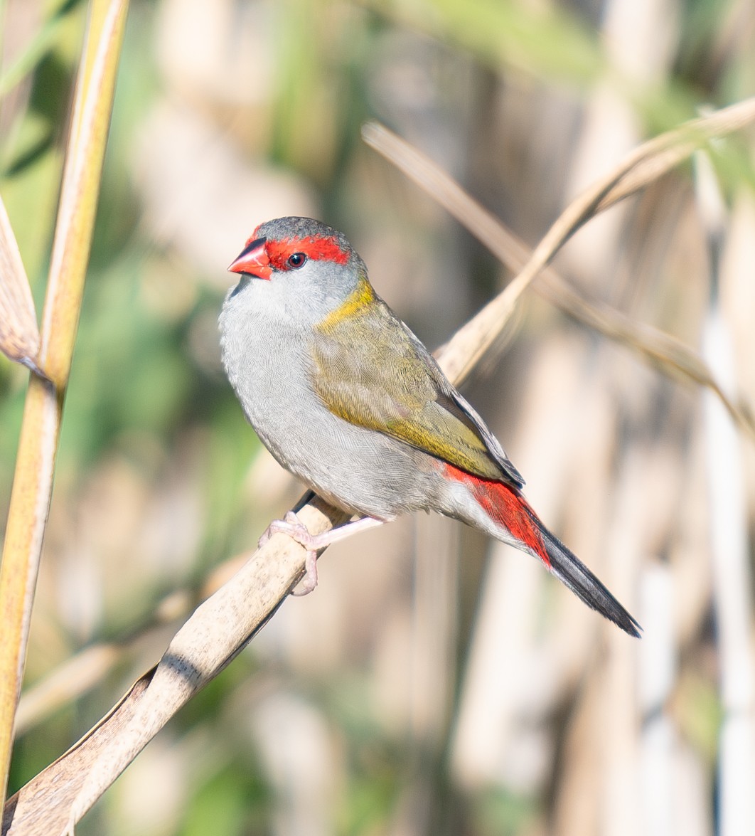 Red-browed Firetail - ML619802935