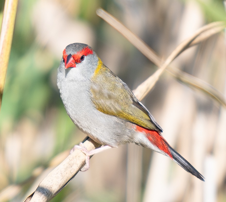 Red-browed Firetail - ML619802938