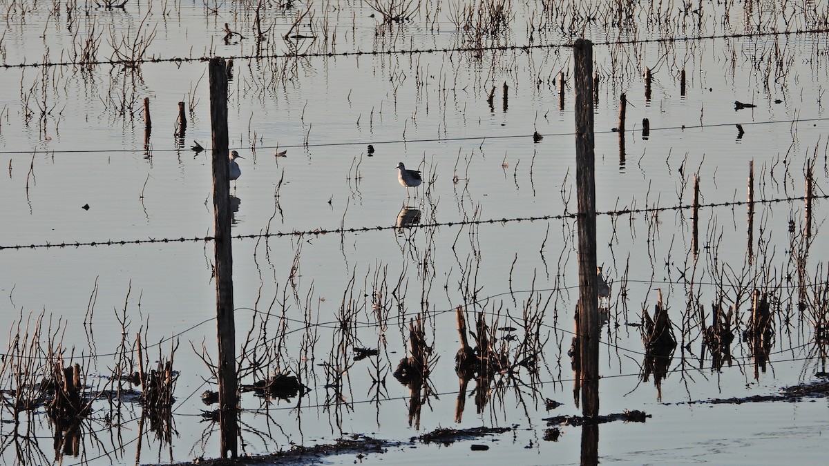 Lesser Yellowlegs - ML619802941