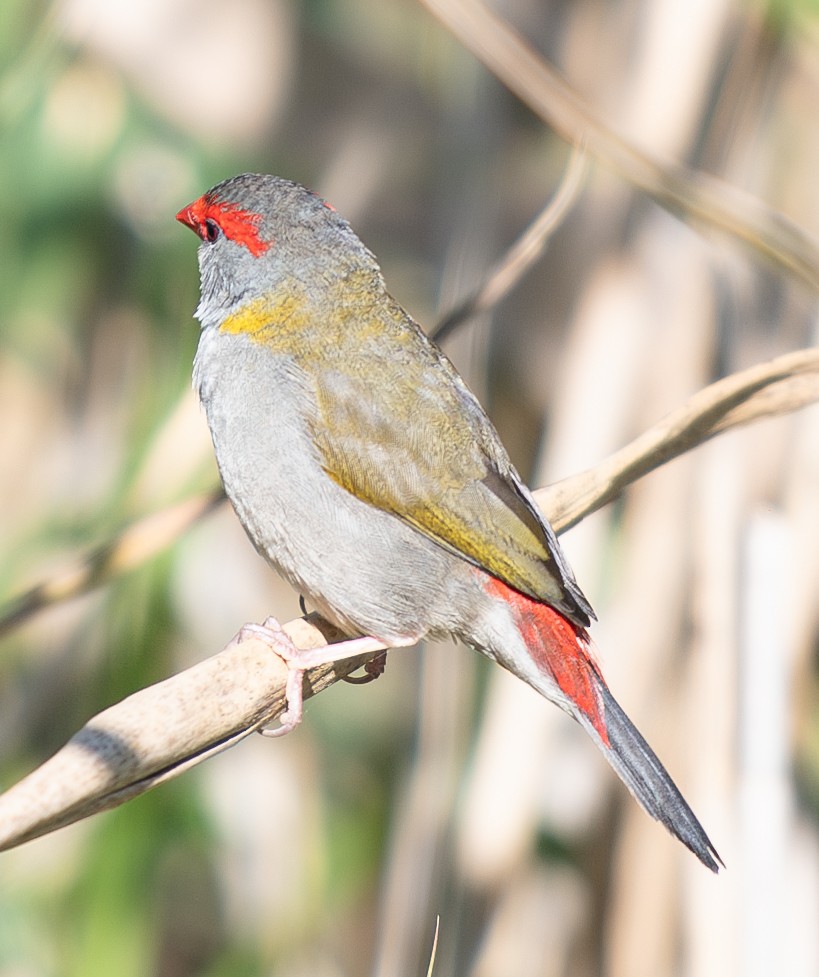Red-browed Firetail - ML619802942