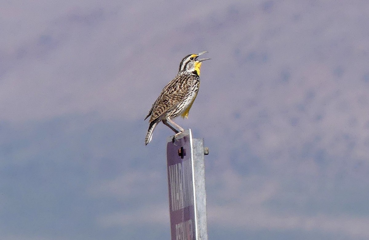 Chihuahuan Meadowlark - ML619802944