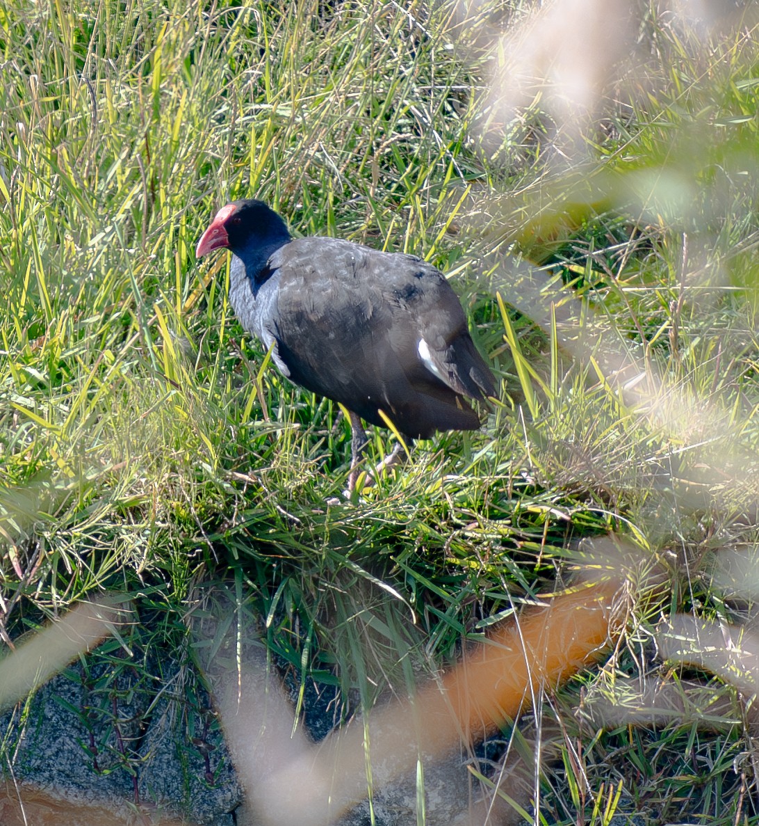 Australasian Swamphen - ML619802955