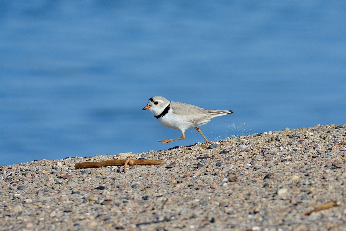 Piping Plover - ML619802961
