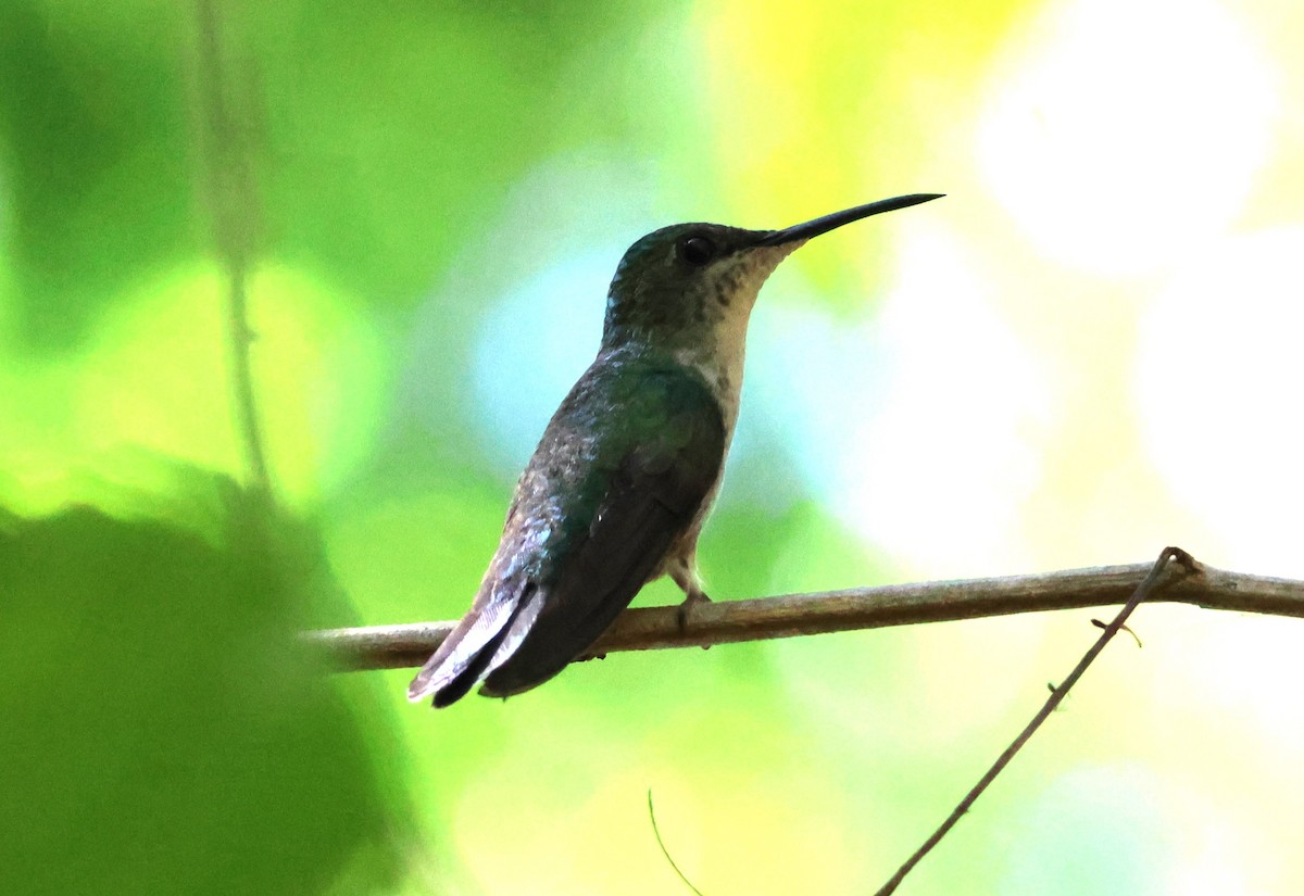 kolibřík nymfový - ML619802971