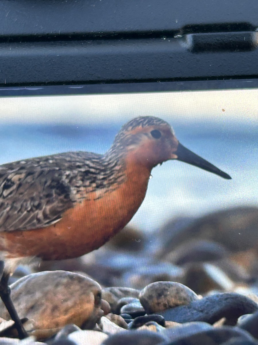 Red Knot - ML619802991